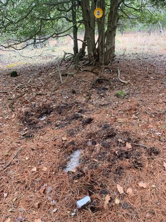 Footprints under holy tree.
